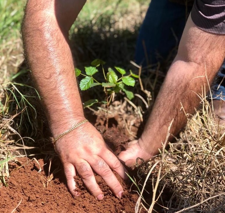 Rede P. B. Lopes lança o projeto  “Bosque dos Ipês”