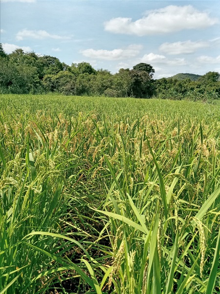 11º Agroinovatec traz dicas de boas práticas para agricultores